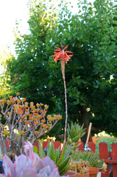 flora-file:
“flora-file:
“ Succulents in my Garden - 6/21/14 - Solstice (by flora-file)
”
6 months ago. Happy winter solstice.
”