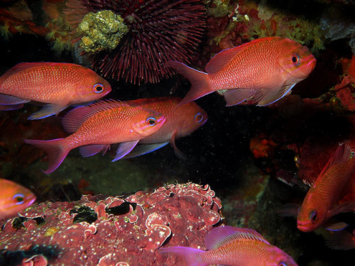 fuckyeahaquaria: Anthias | Anthiinae (by coismarbella)