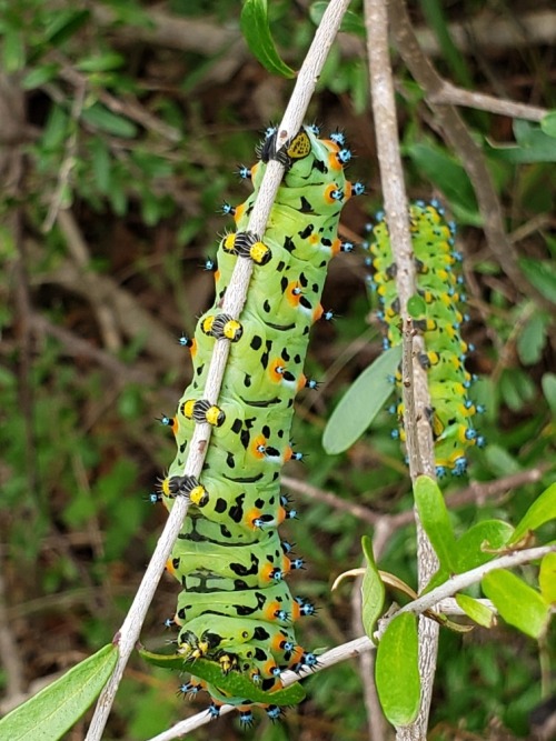 onenicebugperday:  Calleta silkmoth adults and caterpillars, Eupackardia calleta, SaturniidaeFound in Arizona, New Mexico, Texas, Mexico, and Central America. Some specimens have been recorded with wingspans of more than five inches.Photo 1 by jpietra,