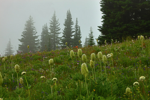 Alpine Mist by gordeau on Flickr.