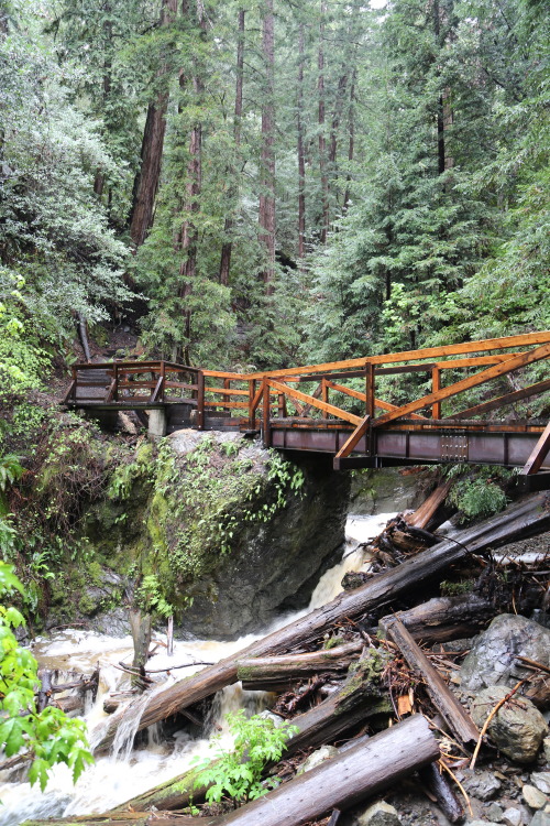 steepravine:Paths Through The Redwood Forest(Muir Woods, California - 3/2014)