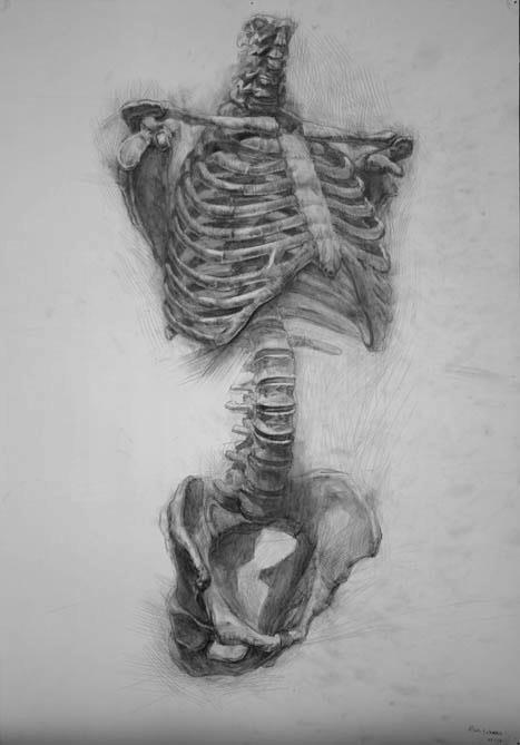cross-connect:  Skeleton drawings by Paul Schwarz These Skeletons and Drawings were