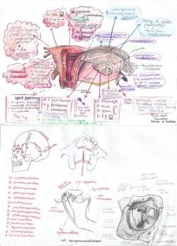 ironteflon:  Missing anatomy pt.2 