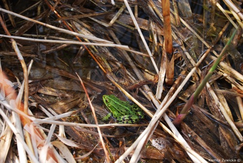 green frog