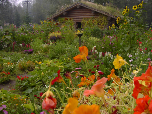 gardengallery:This cabin’s roof uses plants for insulation. Long daylight hours help Alaskans grow h