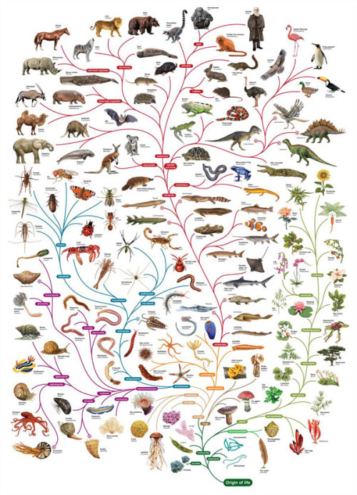 mucholderthen: Phylogenetic Tree of Life The OpenLearn site used to offer this phylogenetic cha