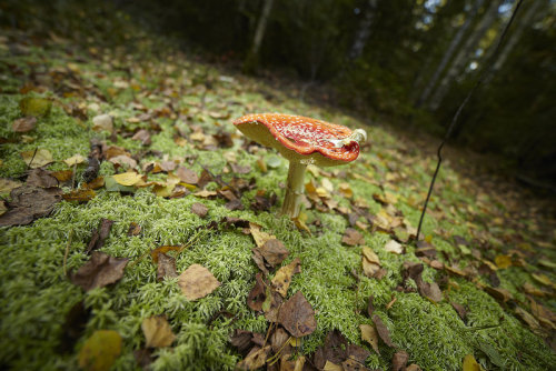 natural-magics: red and green by indojo