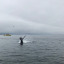 seaslife