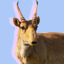 soggysaiga