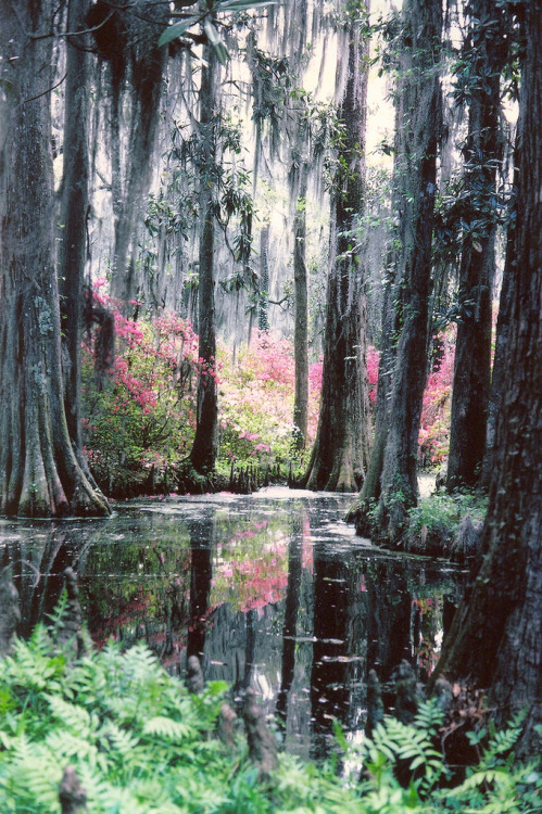 55mint: Cypress Gardens 1978By snow41☆