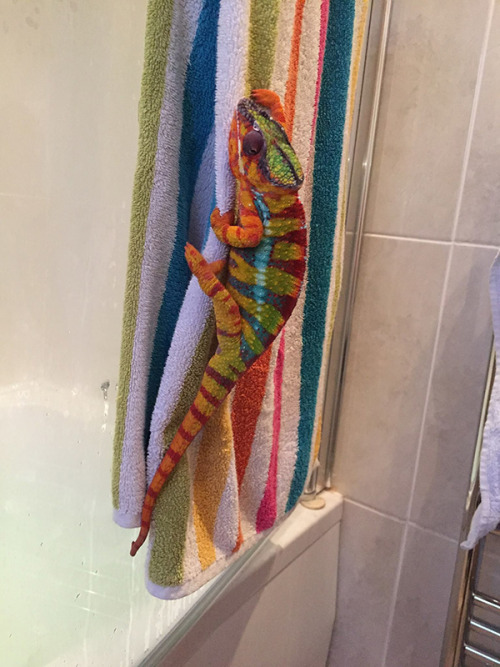 awwww-cute:  Chameleon on a colorful bath adult photos