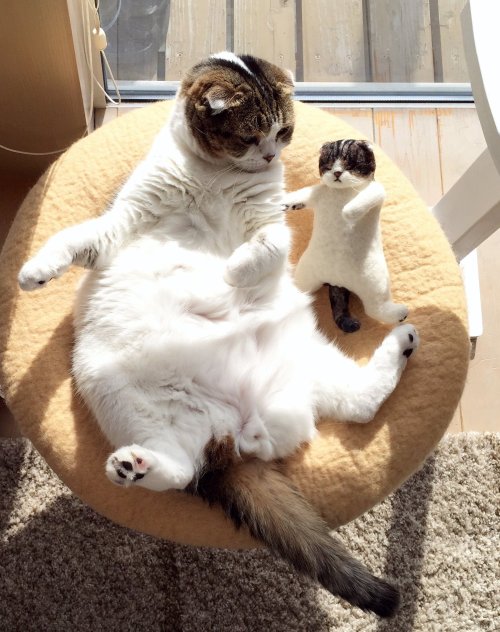 cuteanimals-only:sleepy dab trio