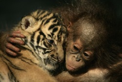 wonderous-world:  Tigers don’t normally snuggle with orangutans. The big cats are meat-eaters, after all. But when Demis (above) and Manis the tiger cubs were rejected by their mother, zookeepers at Taman Safari Zoo thought they might like the company