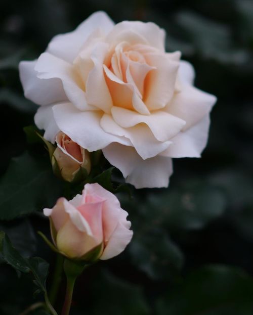 西洋式庭園は薔薇の匂いが漂っているよ。#新宿御苑 #バラ #igersjapan #ig_nihon #icu_japan_nature #jp_gallery #icu_global #good_j