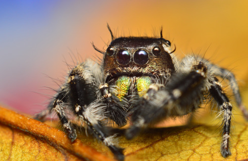 Phidippus Otiosus x Adult Male