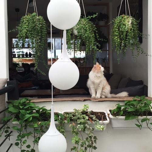 cat-in-windows:@christyulam Instagram photo | Websta (Webstagram)