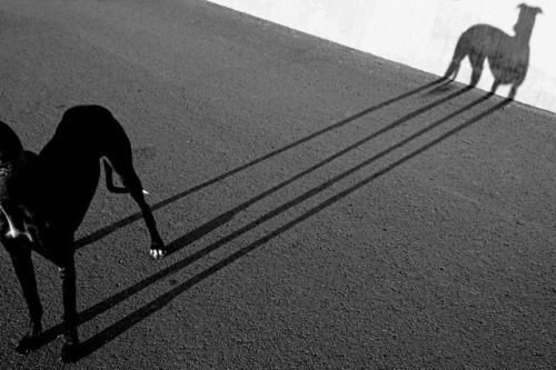 hauntedbystorytelling:     Sergi Bernal :: Connexió Gos / Dog Connection, 2007/ src: Satoshi Hirose