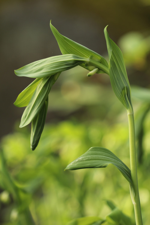 Polygonatum multiforum, known as Solomon&rsquo;s seal, David&rsquo;s harp or ladder-to-heaven. Storr