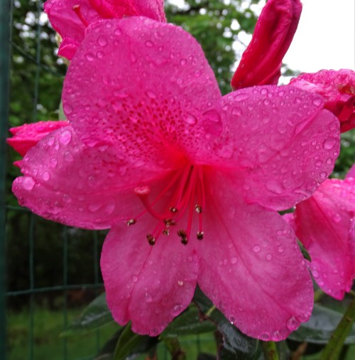 Rhododendron in the RainFunny story, I was given just a teeny pup of a plant and was told a Camellia