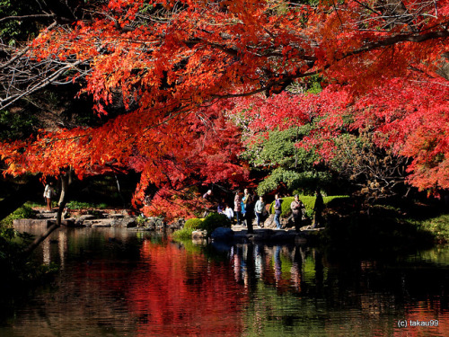 Autumn Leaves, Japan