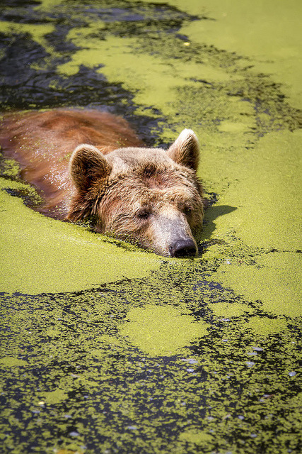 Sex thepredatorblog:  Bear swim (by PascalGerard) pictures