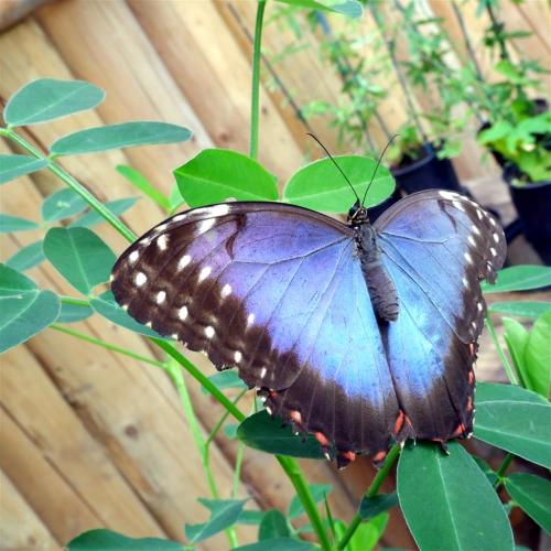 Blue Morpho Butterfly.