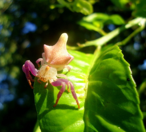 onenicebugperday: Bugs that look like flowers!1-2: Orchid mantis, Hymenopus coronatus Photos by Frup