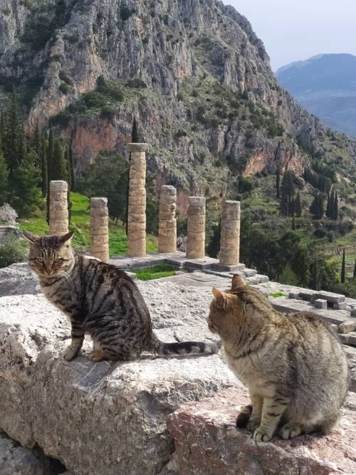 elladastinkardiamou: Delphi Photo by Korina Pantelidi