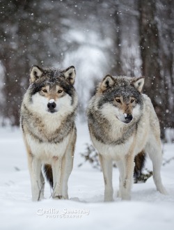 beautiful-wildlife:  The Wolf Brothers by