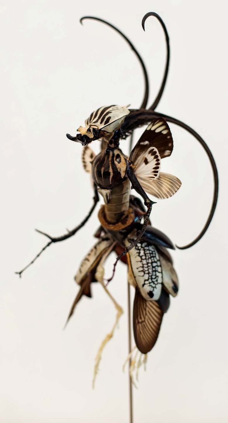 hello-zombie:  a few of my favorite new fairies created by cedric laquieze