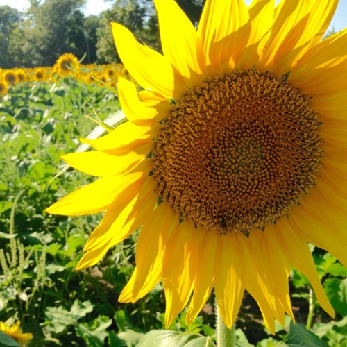 baggier:  a sunflower field in Lawrence, Kansas. 