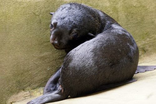 Precocious Seal Pup Mugs For Cameras at Wroclaw ZooOn June 10, Wroclaw Zoo welcomed a female South A