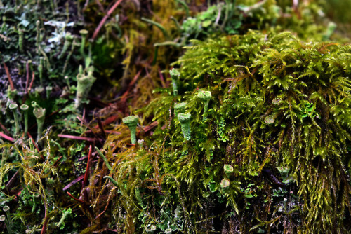 wolftea:Such a sucker for lichen and moss. 