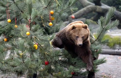 bears–bears–bears:  Christmas Feeding Session in Hamburg Merry Christmas! ʕ•ᴥ•ʔ  