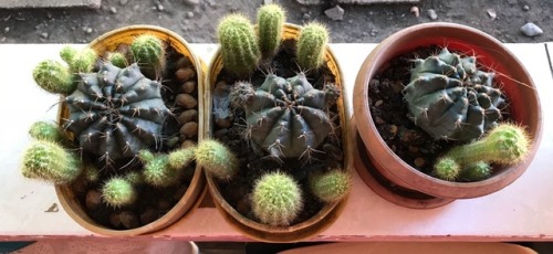 nuisancehelicopter: We have too many cacti. We still have seven pots that are like these.