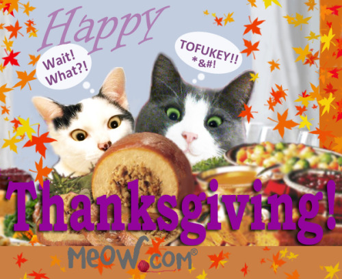 Minnie Purrl and Mister Meow at Meow.Com wish you a Happy Thanksgiving!