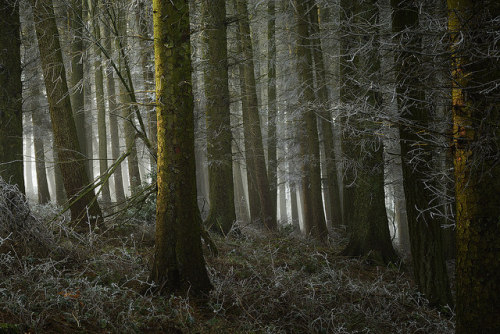 The Winter Wood by Russ Barnes Photography on Flickr.