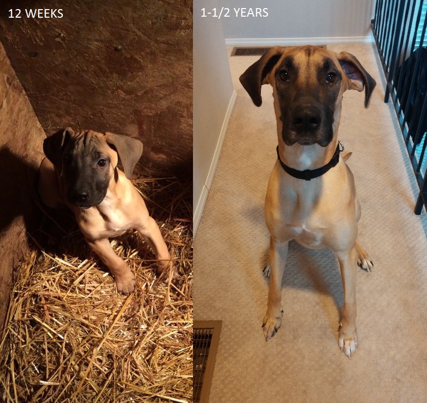 cute-overload:  My best bud - 12 weeks vs 1-½ yearshttp://cute-overload.tumblr.com