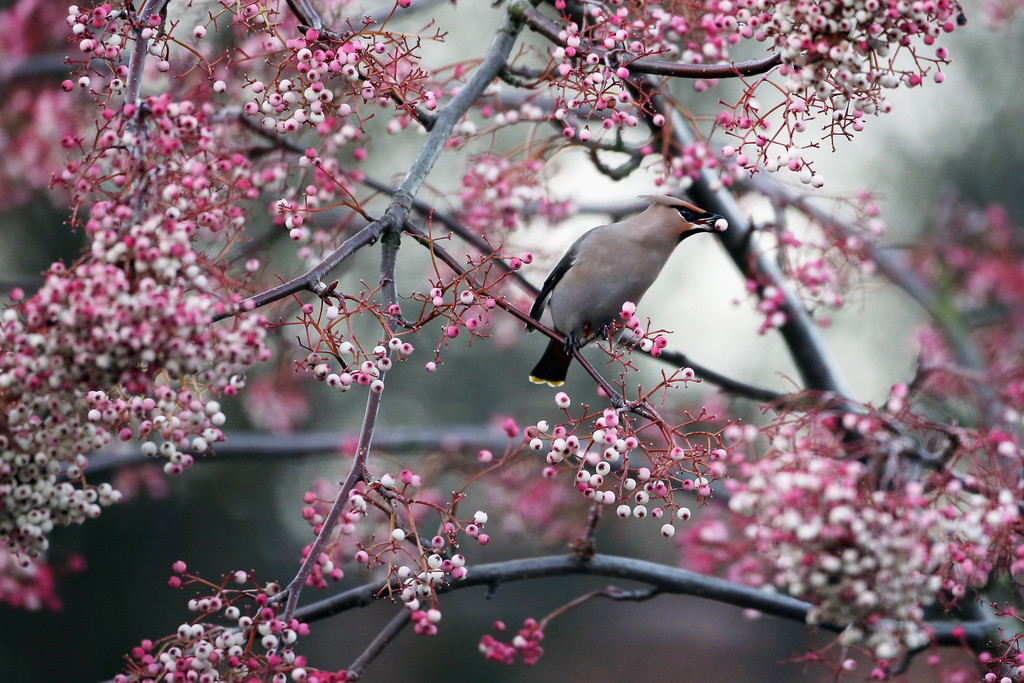 awkwardsituationist:  every december, waxwings descend on great britain from their