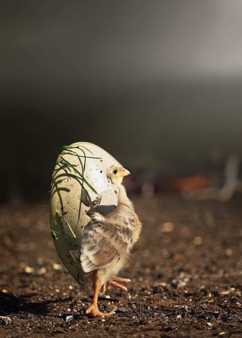 green-and-grey:cuteness–overload:Little bird slowly coming out of his shellSource: http://bit.ly/2oa