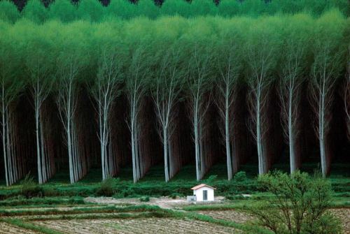 stunningpicture:Man made forest - tree farm.  This looks so unnatural it’s sick
