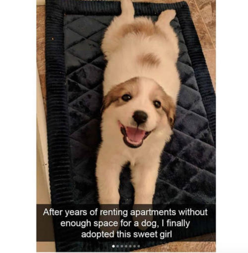 babyanimalgifs:more dog snaps
