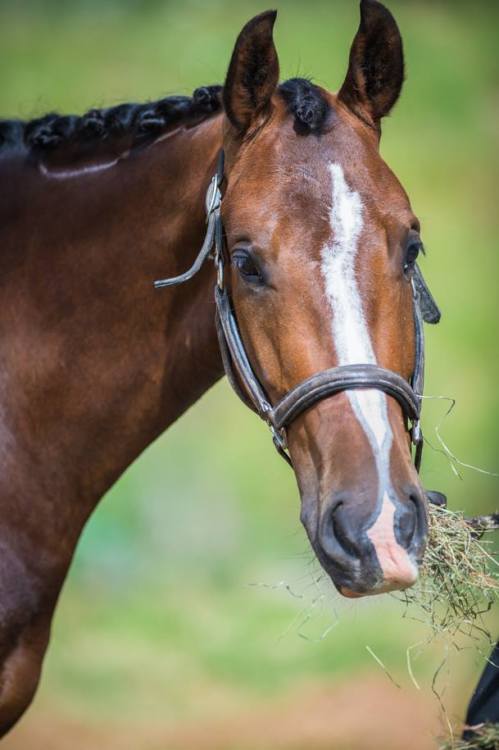 scarlettjane22 - Watson Equine Photography