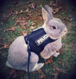 arkhada:  “Zootopia’s first rabbit officer,
