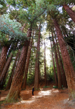 stunningpicture:  Te Mata Peak Forest - New