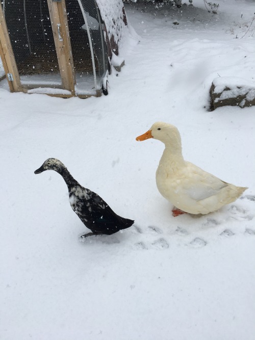 Darcy and Lizzy take a turn around the (snowy) garden.