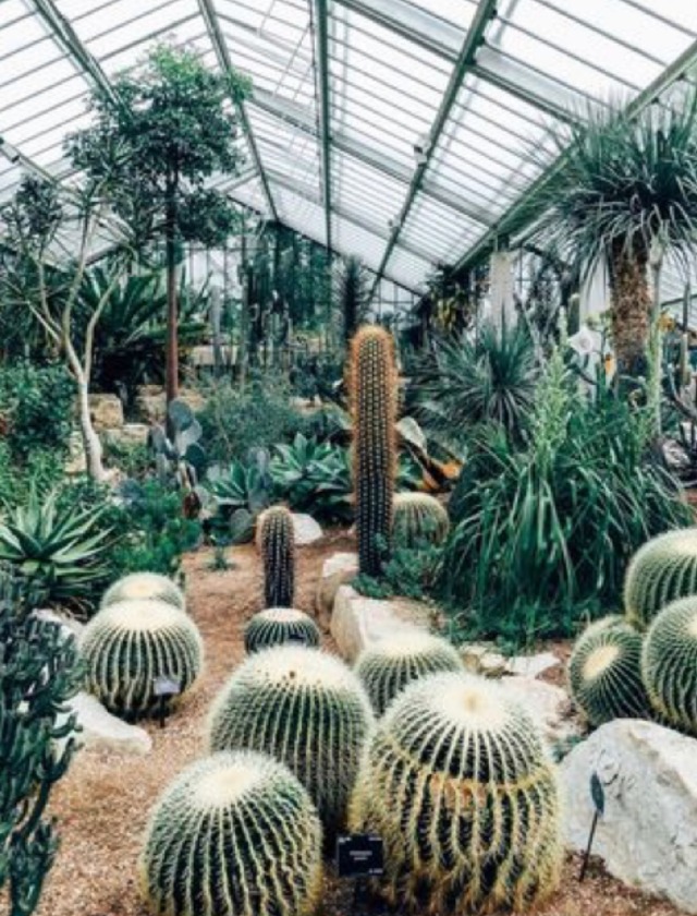 desert green house botanic garden cactus