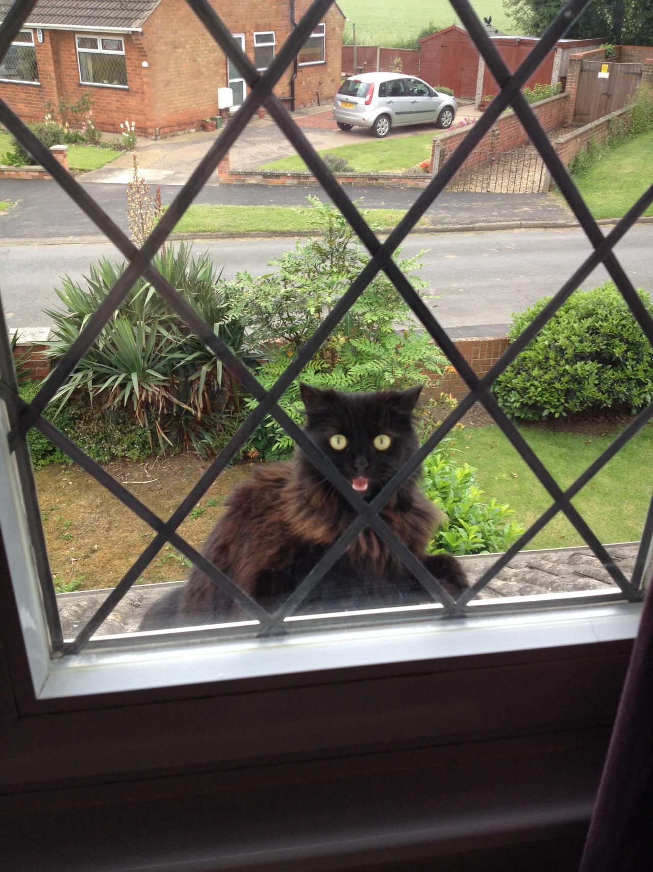 awwww-cute:
“ Opened my curtains to this, needless to say, we were both shocked.
”