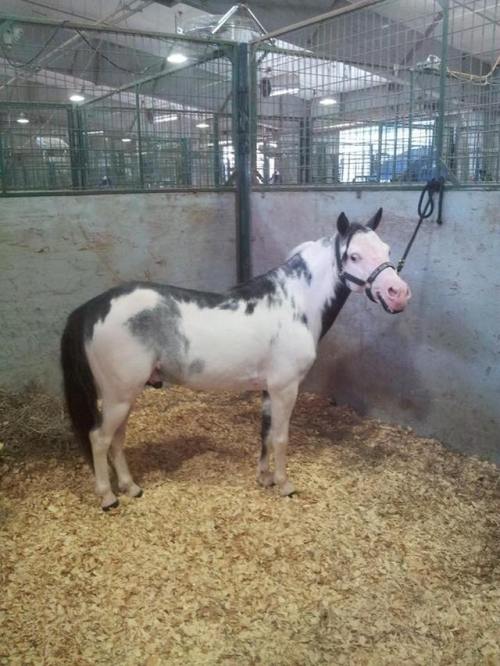 all-the-horses: Magic Man’s Grand SlamLTD Magic Man x Diamond CharmMiniature Horse, StallionBorn 200