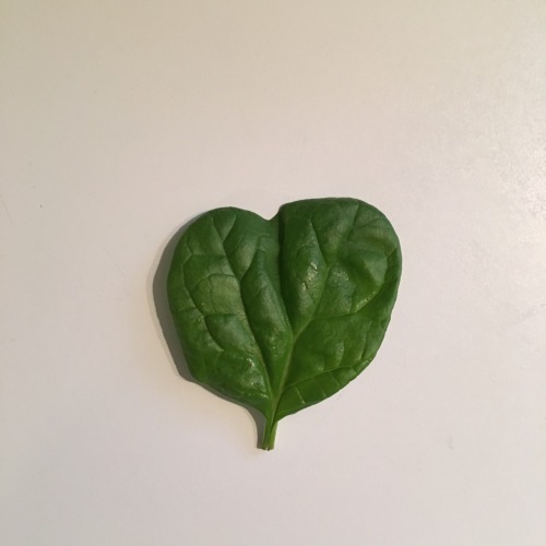 Spinach has never been my favorite but I am finally learning to like it. This leaf helped. I wish it